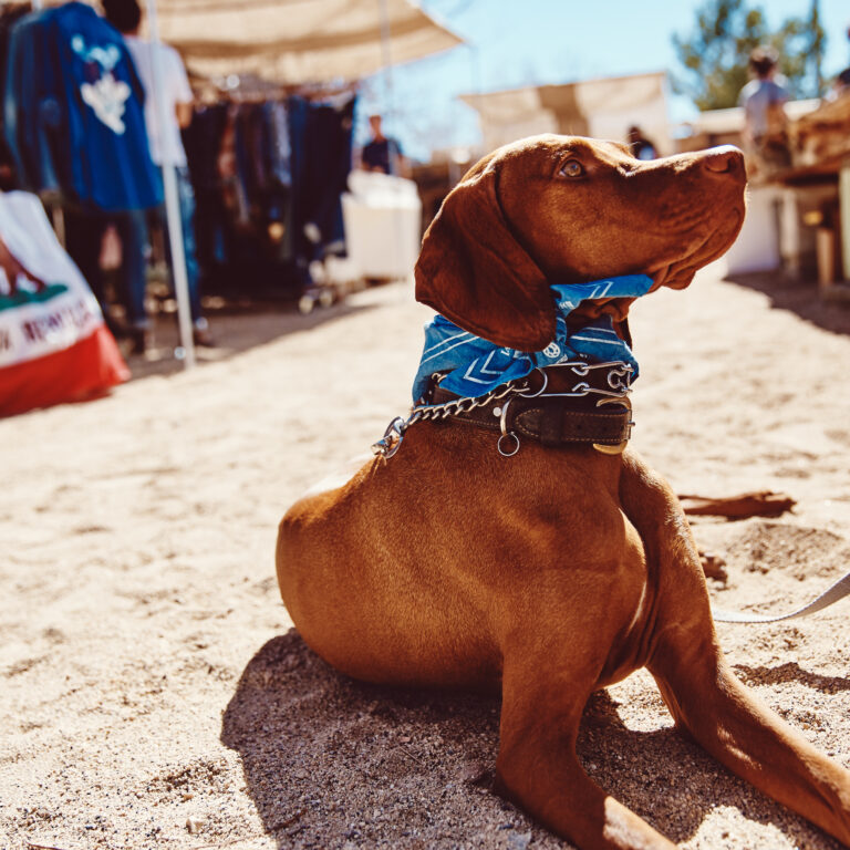 The pooches of Sonora should get their own catwalk.