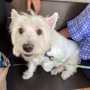 Volunteer opportunity