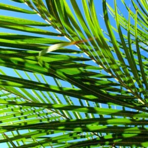 Palm Sunday 12