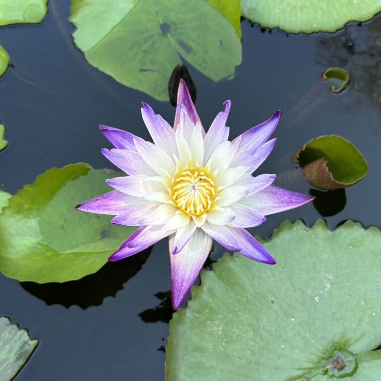 Formation offerings resume