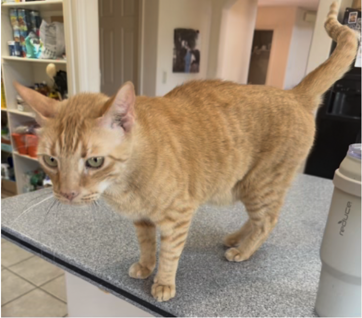 Looking for a home