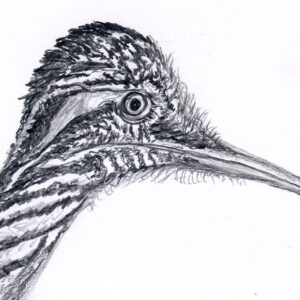Draw the Roadrunner 1