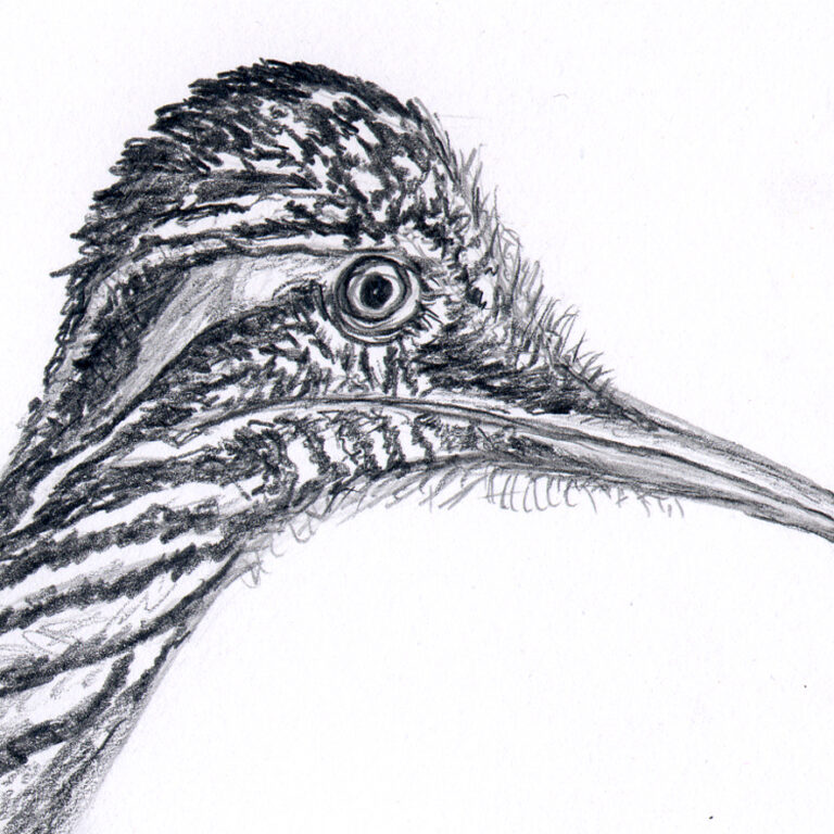 Learn to draw a roadrunner